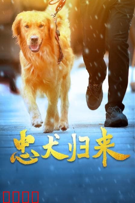 忠犬归来：十年守望终相聚