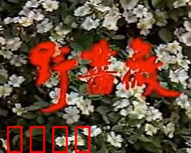 野蔷薇：逆境中的美丽